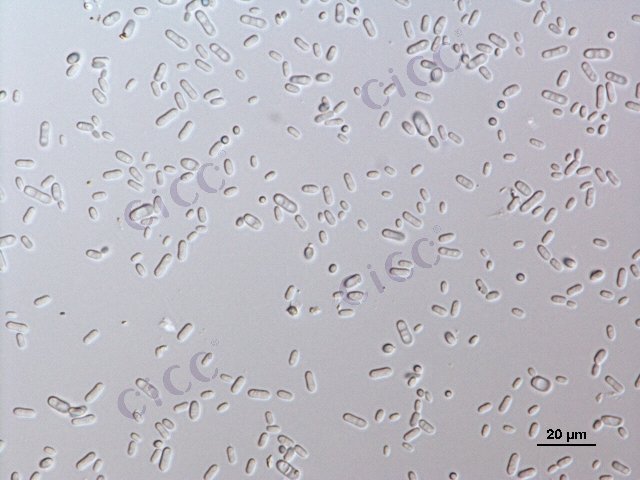 Candida rugosa