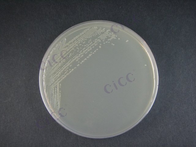 大肠埃希氏菌 Escherichia coli CICC 10248 Escherichia coli