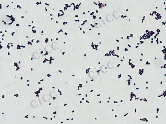 Exiguobacterium sp