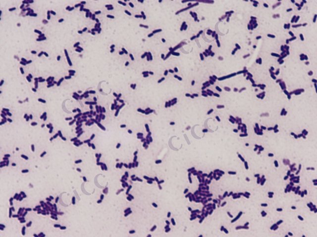 Lactiplantibacillus pentosus