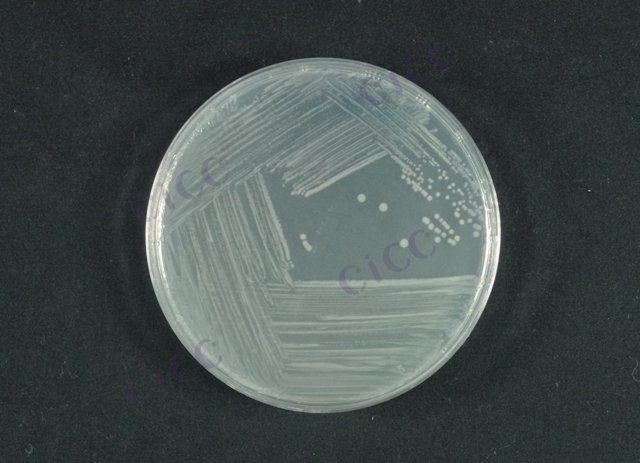 大肠埃希氏菌 Escherichia coli CICC 24176 Escherichia coli