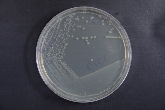 大肠埃希氏菌 Escherichia coli CICC 10784G Escherichia coli
