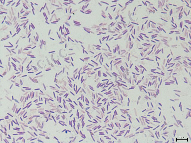 Brevibacillus sp