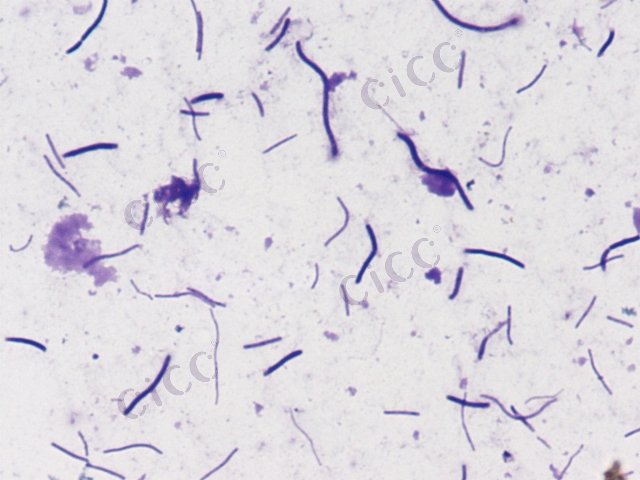 嗜盐长单胞菌 Longimonas halophila CICC 10838 Longimonas halophila