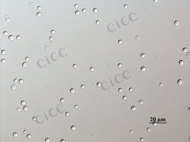 Cryptococcus albidus