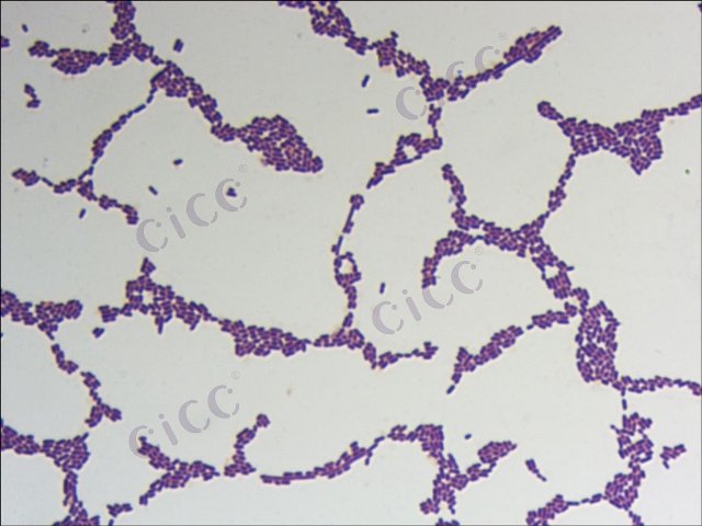 Listeria monocytogenes