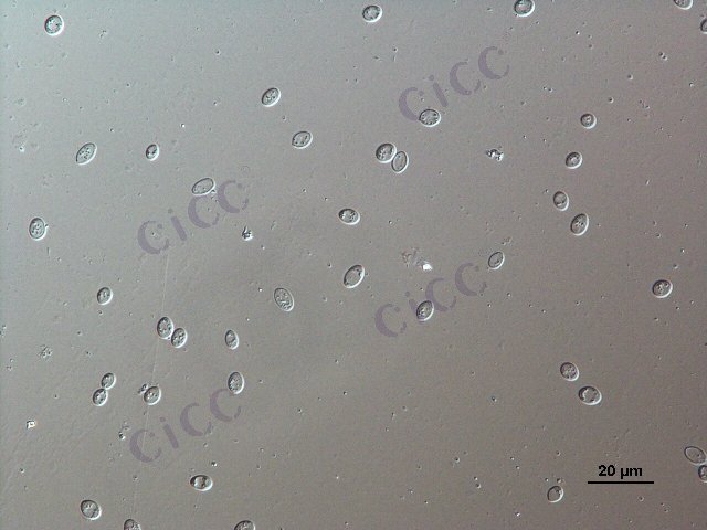 酿酒酵母 Saccharomyces cerevisiae CICC 1021 Saccharomyces cerevisiae