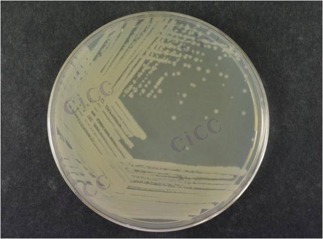 枯草芽胞杆菌枯草亚种 Bacillus subtilis subsp subtilis CICC 10066 Bacillus subtilis subsp subtilis
