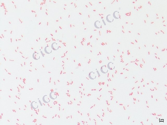 大肠埃希氏菌 Escherichia coli CICC 10304 Escherichia coli