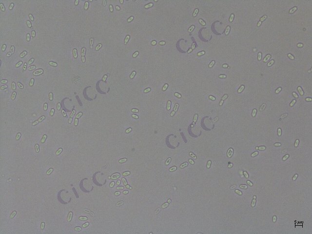 Rhodotorula mucilaginosa