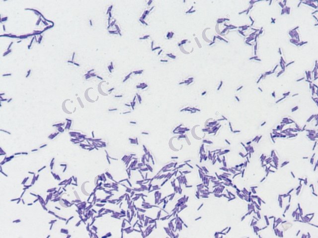 Companilactobacillus alimentarius