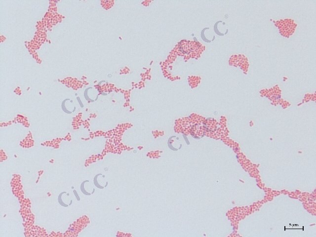 肠杆菌属 Enterobacter sp CICC 10595 Enterobacter sp