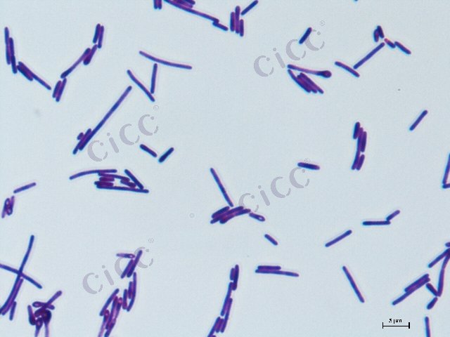 Lysinibacillus sp