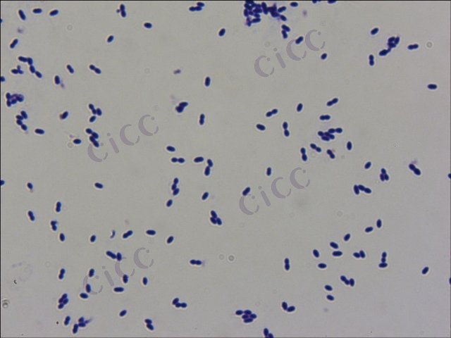 Enterococcus faecalis
