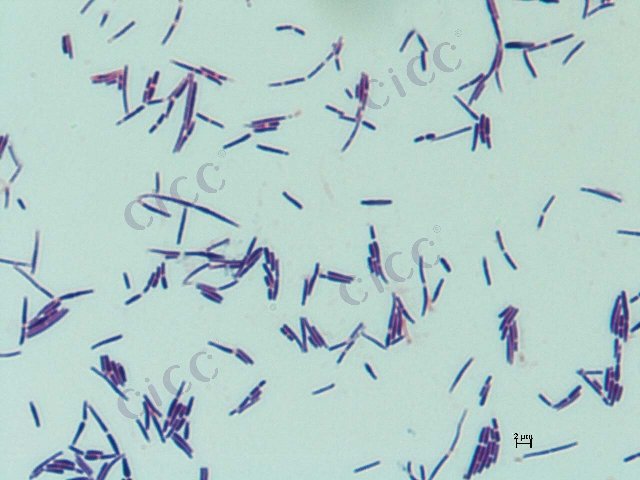 Lactobacillus johnsonii
