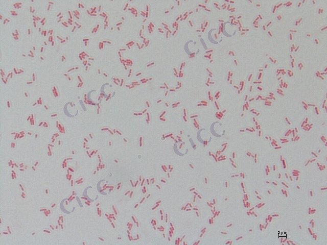 Burkholderia cepacia