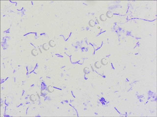 Clostridium sp
