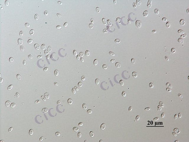 Saccharomyces cerevisiae