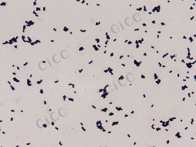 Brachybacterium sp