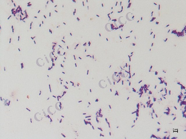 索诺拉沙漠芽胞杆菌 Bacillus sonorensis CICC 10849 Bacillus sonorensis