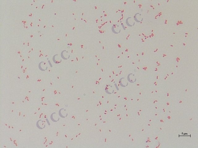 Enterobacter sp