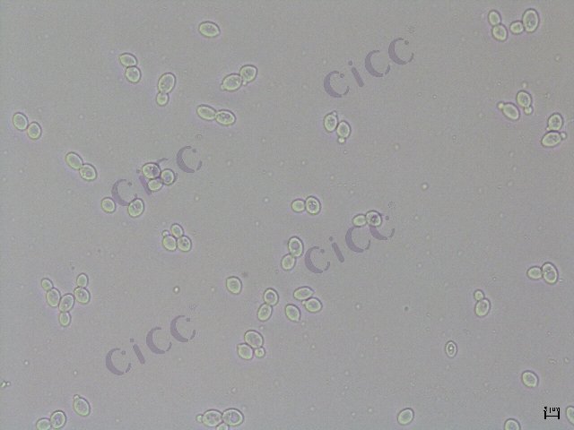 Zygosaccharomyces rouxii