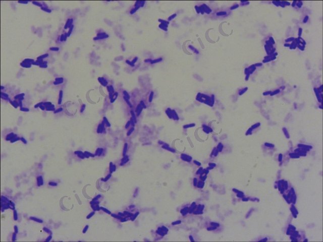 枯草芽胞杆菌 Bacillus subtilis CICC 10088 Bacillus subtilis