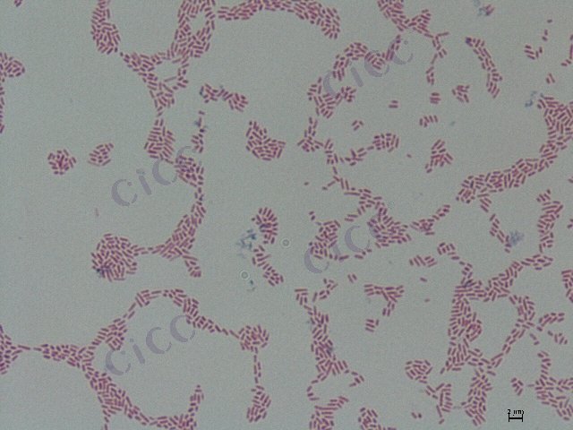 Ralstonia solanacearum