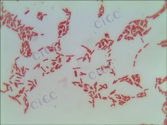 铜绿假单胞菌 Pseudomonas aeruginosa CICC 21630 Pseudomonas aeruginosa