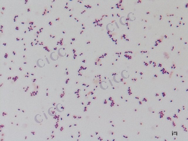 大肠埃希氏菌 Escherichia coli CICC 10253 Escherichia coli