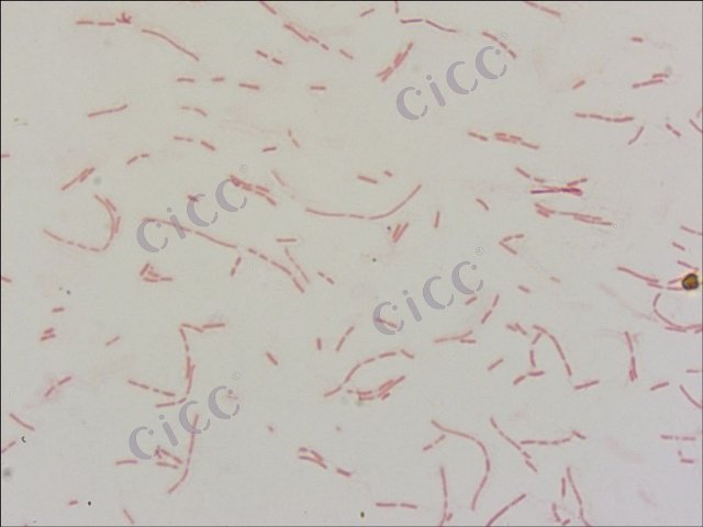 Novosphingobium soli