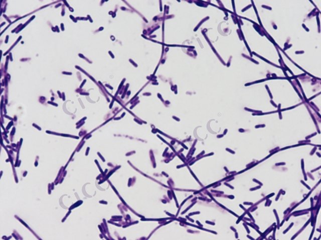 Lysinibacillus sp