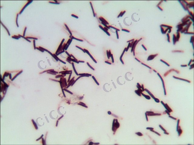 嗜热脂肪地芽胞杆菌 Geobacillus stearothermophilus CICC 10362 Geobacillus stearothermophilus