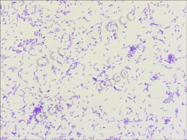 Pseudomonas fluorescens
