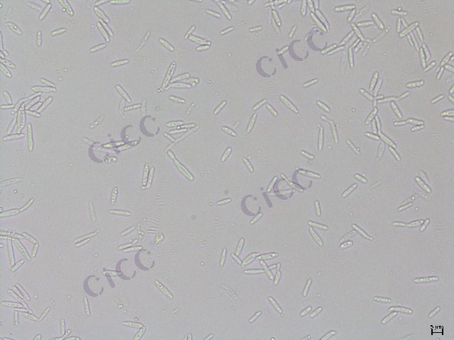 Moesziomyces aphidis