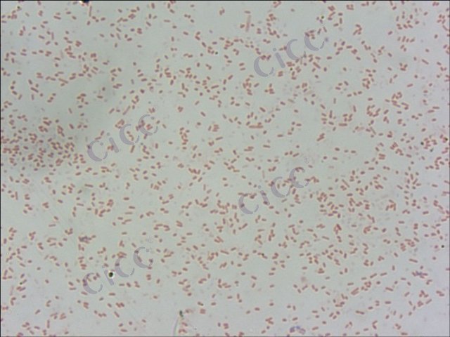 Pseudomonas aeruginosa