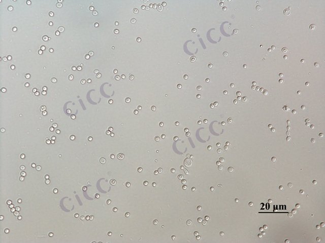 Debaryomyces hansenii