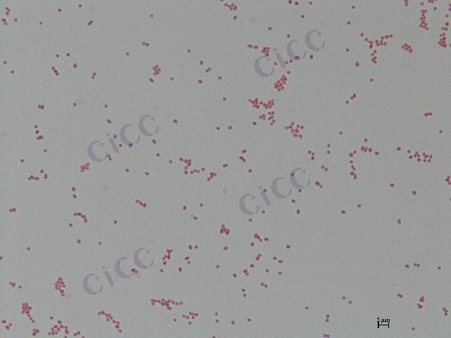 肺炎克雷伯氏菌 Klebsiella pneumoniae CICC 10493 Klebsiella pneumoniae