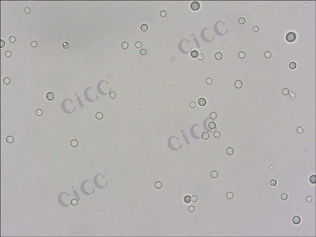 Cryptococcus albidus