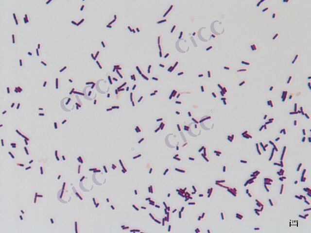 Lentilactobacillus hilgardii