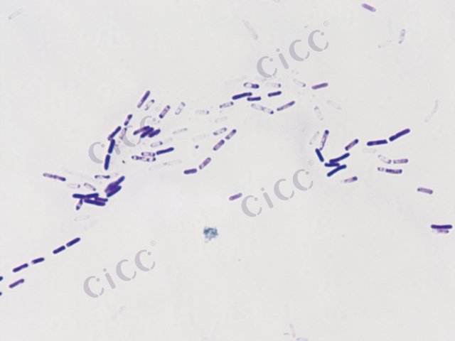 Paenibacillus mucilaginosus