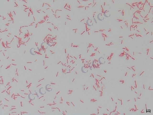 Citrobacter sedlakii