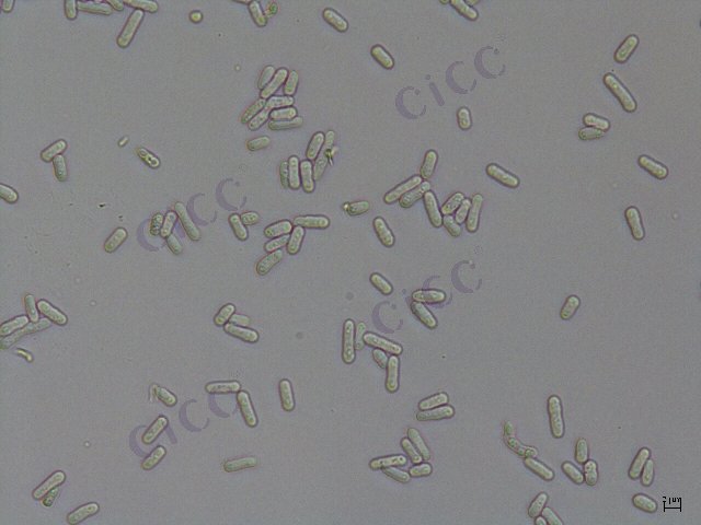 Schizosaccharomyces pombe
