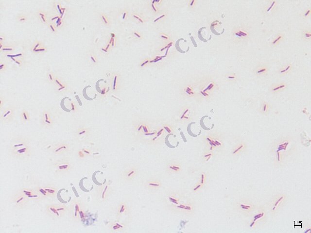 枯草芽胞杆菌 Bacillus subtilis CICC 21230