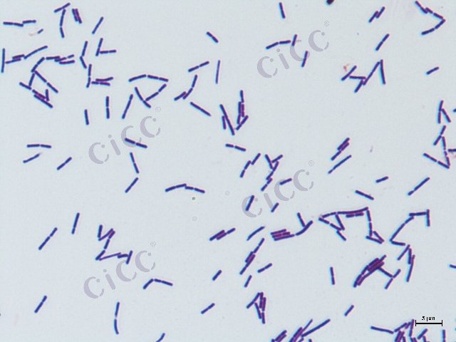 Companilactobacillus alimentarius