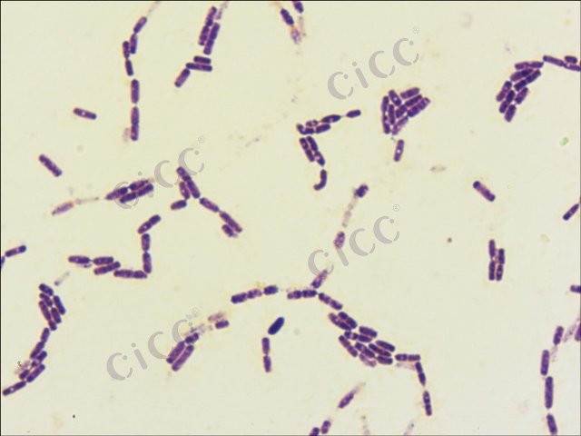 Bacillus cereus