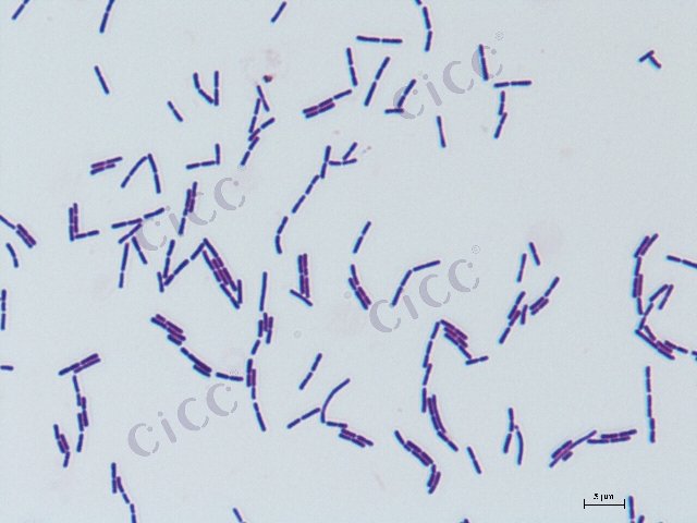 Companilactobacillus alimentarius