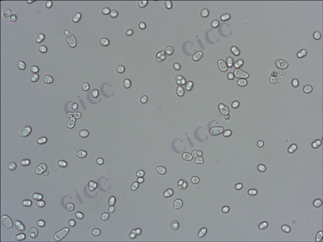 酿酒酵母 Saccharomyces cerevisiae CICC 1059 Saccharomyces cerevisiae