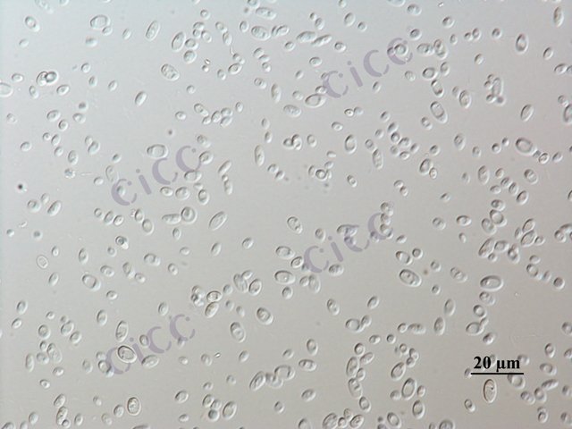 Issatchenkia orientalis