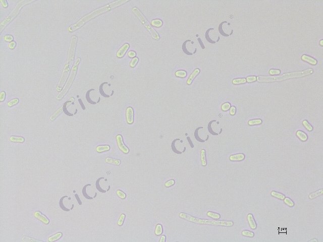 Apiotrichum loubieri